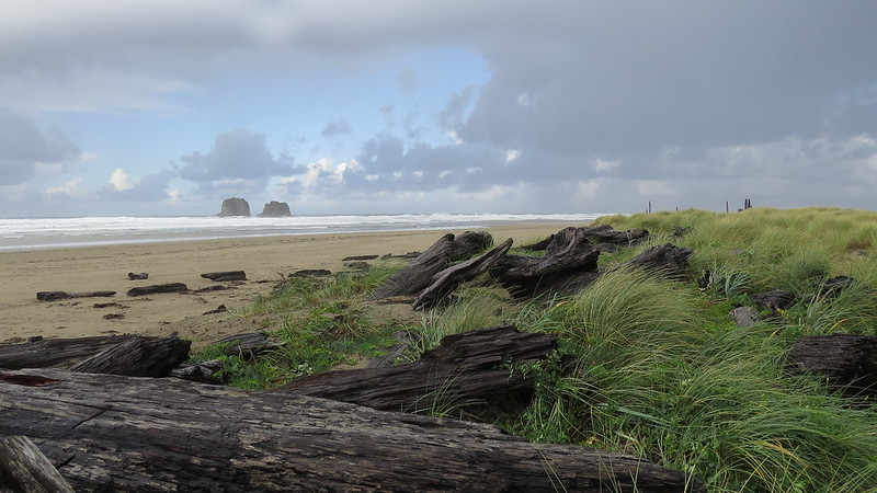 Rockaway Beach. There's driftwood in tall green grass, and a sandy strip of beach behind it with the Twin rocks in the background out in the ocean.