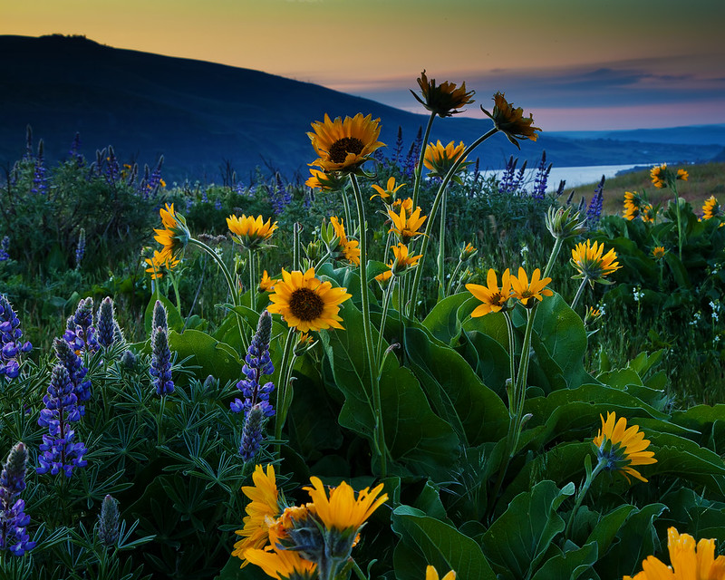 Gorgeous yellow and purple wildflowers at Rowena Crest at sunrise.