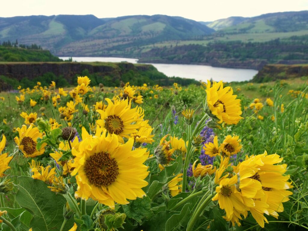 rowena crest, wildflowers, missoula floods, oregon, columbia river gorge, geology, oregon history, interactive map,  prehistory, prehistoric floods