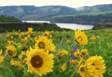 Yellow and purple flowers on the trail overlooking the Columbia River.