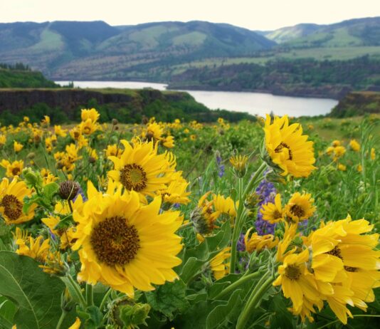 Yellow and purple flowers on the trail overlooking the Columbia River.