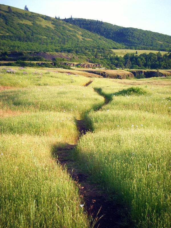 Rowena Trail. The trail is narrow and snakes it's way through a pretty green meadow.