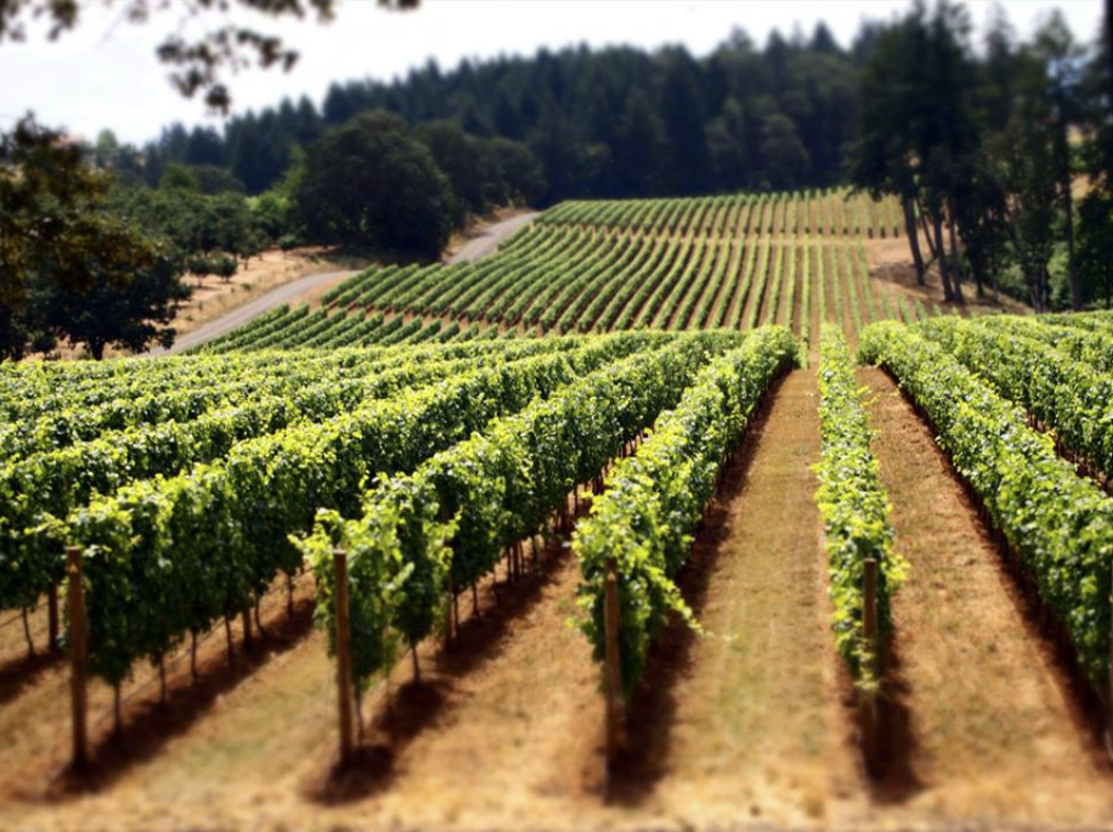 willamette valley, oregon, wine, NW Wine Shuttle, winery tours, food and drink, cheers, pinot noir, carlton oregon, shuttle bus, vineyards, vino, things to do