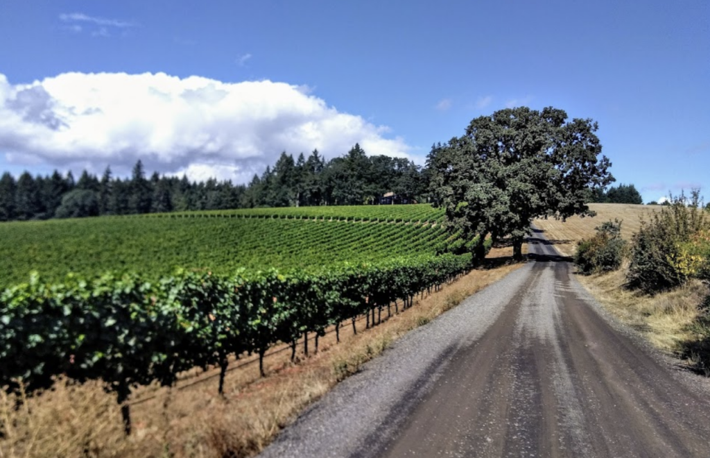 willamette valley, oregon, wine, NW Wine Shuttle, winery tours, food and drink, cheers, pinot noir, carlton oregon, shuttle bus, vineyards, vino, things to do