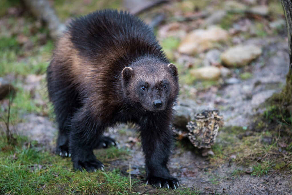wolverine
