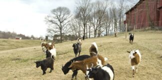 goats on family farm