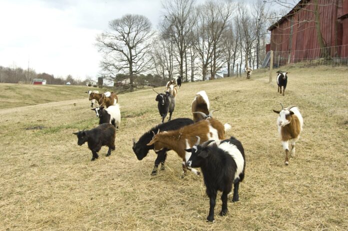goats on family farm