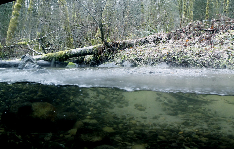 A view underwater in the Salmon River.