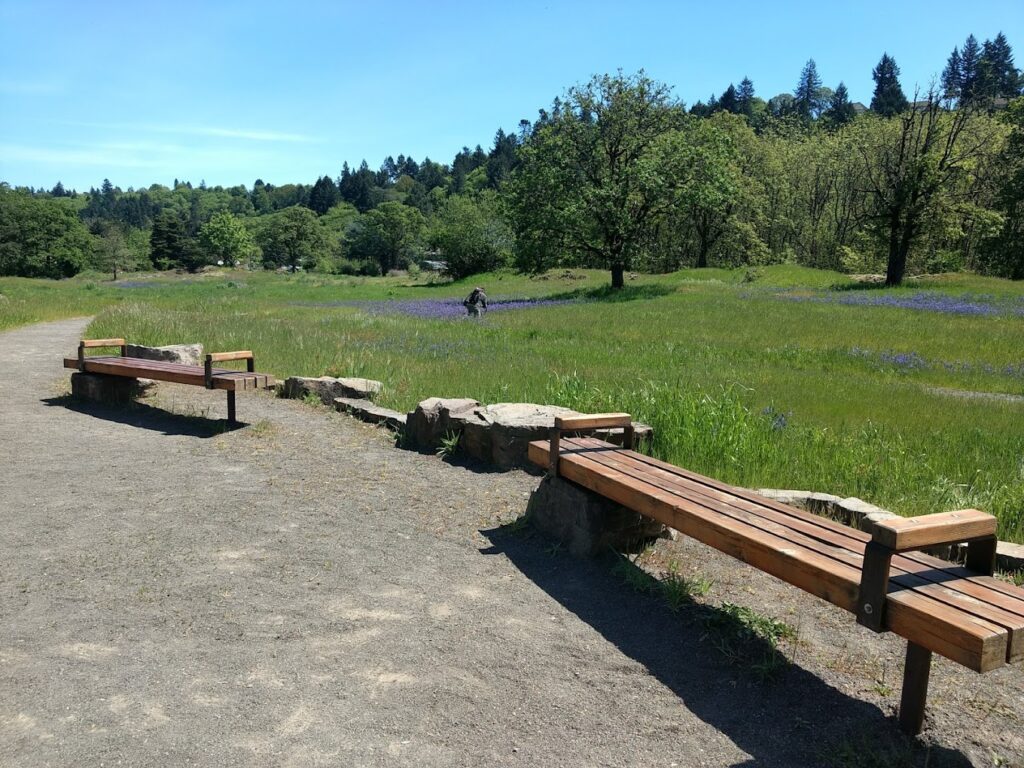 open fields, canemah bluff, oregon city, willamette falls, best hiking, playground, native history, camassia, hikes for kids
