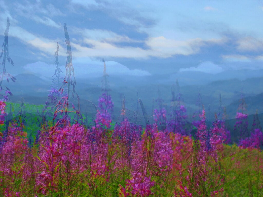 Mary's Peak, Wildflowers in Oregon