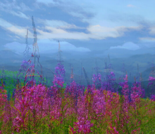 Mary's Peak, Wildflowers in Oregon
