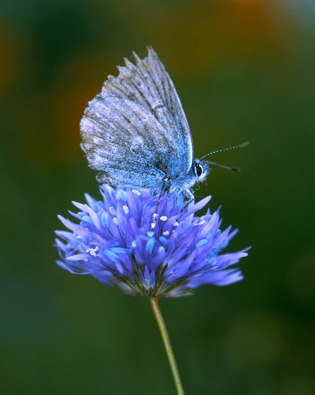 A light blue moth on a light blue wildflower on Marys Peak.