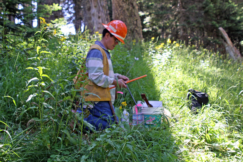 A scientist collects DNA from conifer trees around Marys Peak.