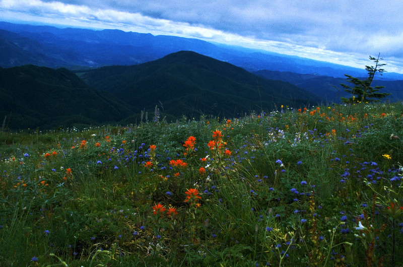 Orange, blue and white wildflowers in a meadow on Marys Peak.