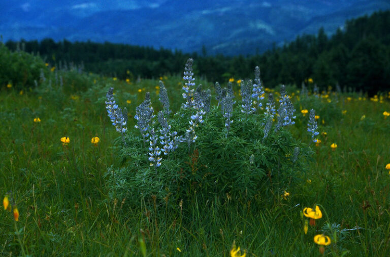 Ultimate Guide to Exploring Mary Peak: Trails, Tips, and Views