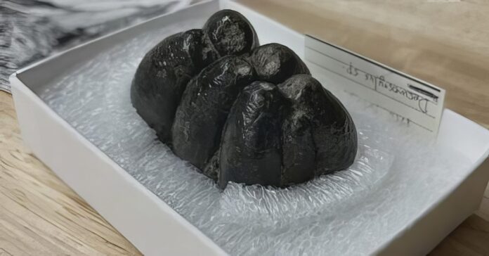 fossil newport oregon