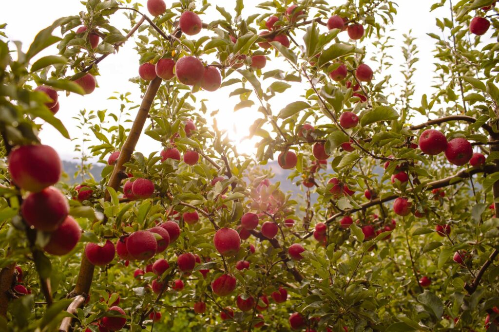 Sunlight comes down through a tree branch full of red apples ready to pick!