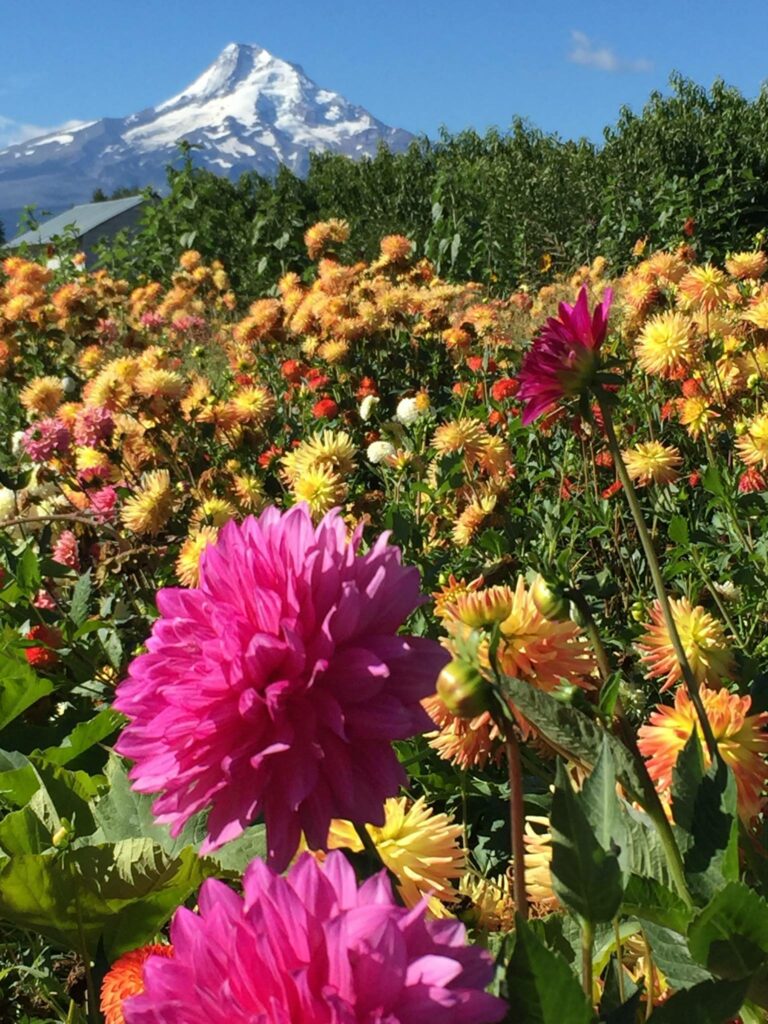 A field full of colorful pink and yellow flowers with Mount Hood in the background.