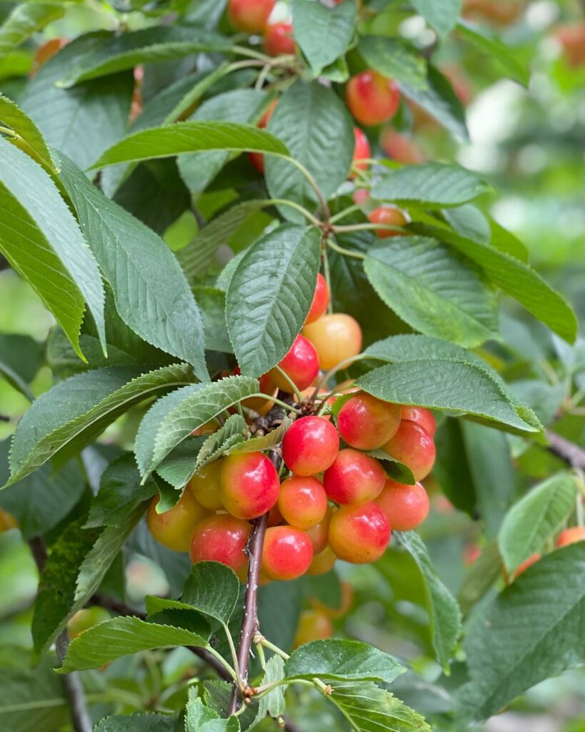 Ripe cherries on a leafy green tree branch. This variety of cherries is red with streaks of yellow. At Draper Girls Country Farm.