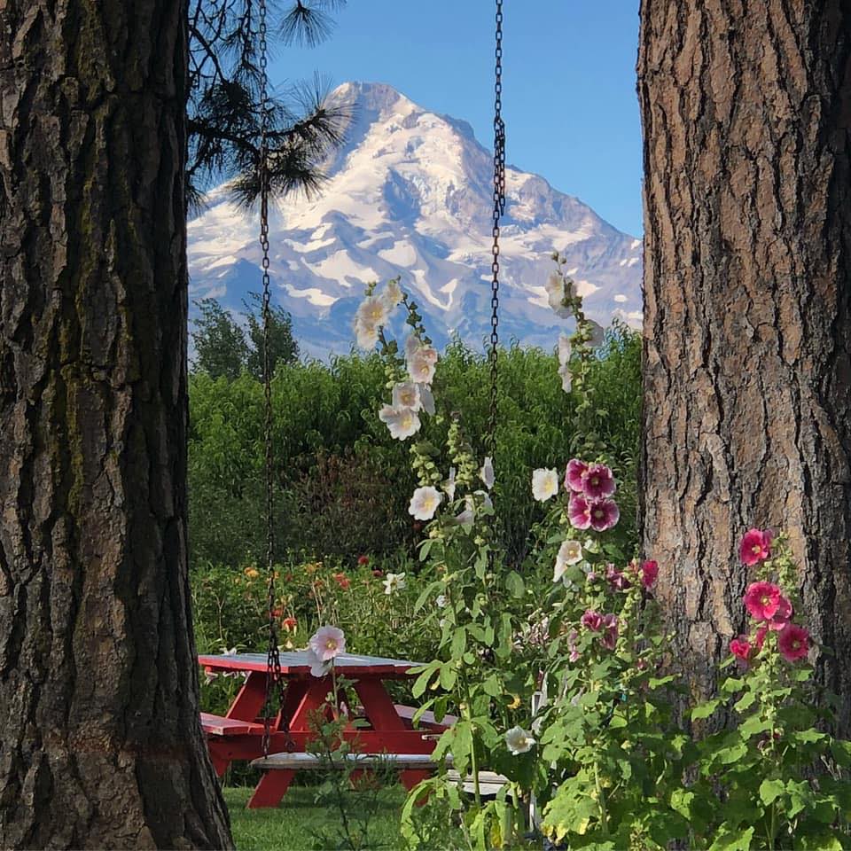 Mount Hood is framed between two trees and a swing at Draper Girls Country Farm. A red picnic table and pink and white flowers are also in the photo.