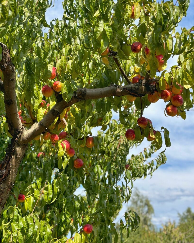 A tree branch laden with fruit at Draper Girls Country Farm.