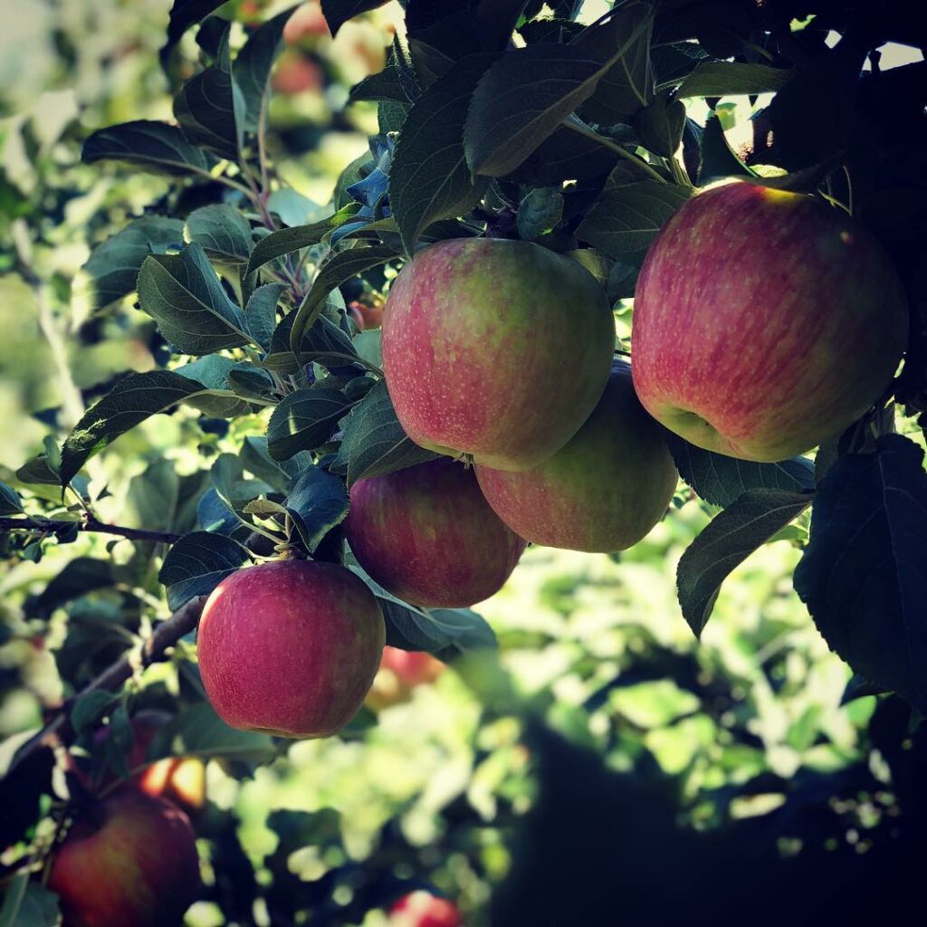 A tree branch with dark green leaves and ripe apples. These apples are red with streaks of dappled green. At Draper Girls Country Farm in Mt. Hood Oregon.