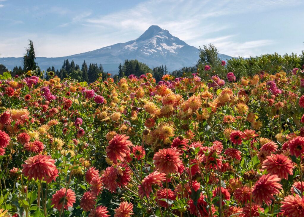 Mount Hood stands tall and beautiful behind a field of pink, yellow, and orange flowers at Draper Girls Country Farm In Oregon.