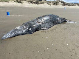 dead whale oregon baech