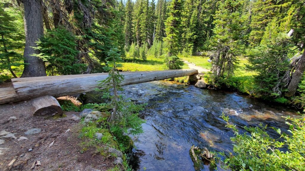 A log across the creek. There's a little grassy meadow and a pine tree forest.