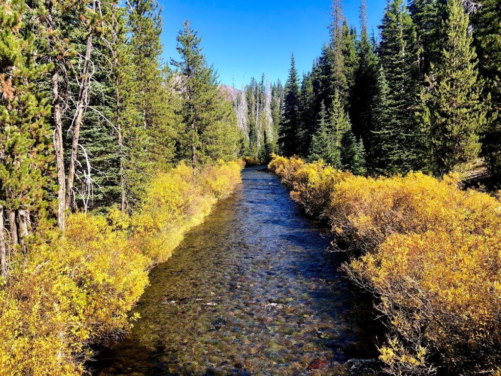 A very straight, shallow river lined with bright yellow bushes and pine trees in the fall.