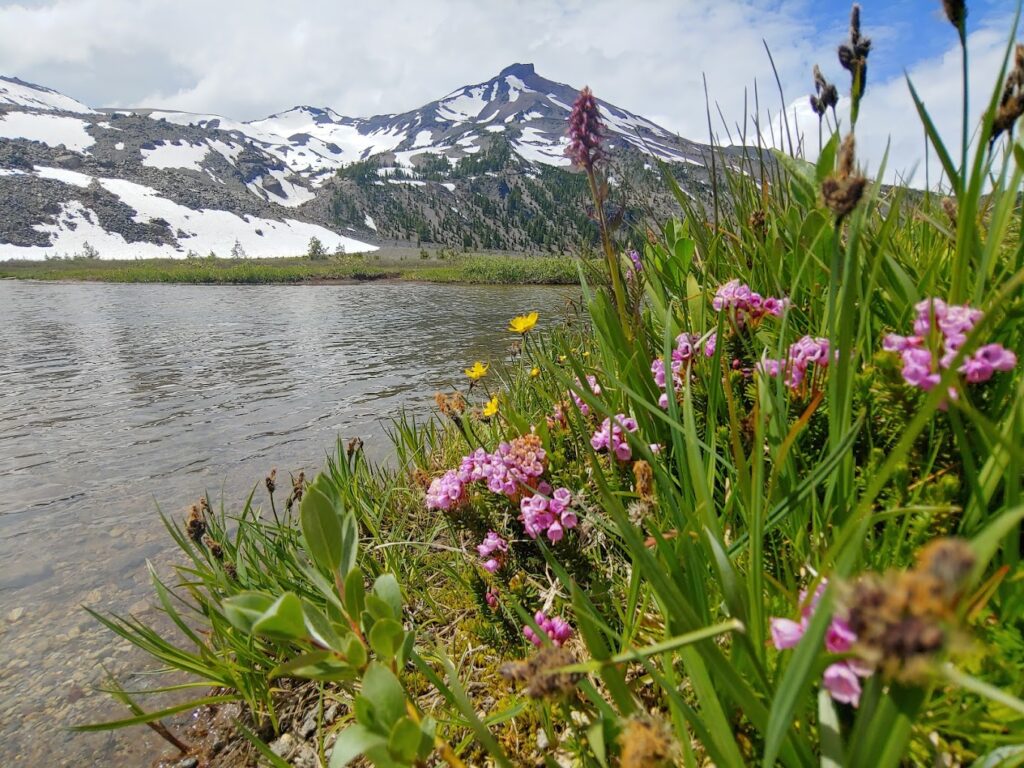 A snow covered peak sits behind a mountain lake. There are pink flowers and grasses right in front of the camera.