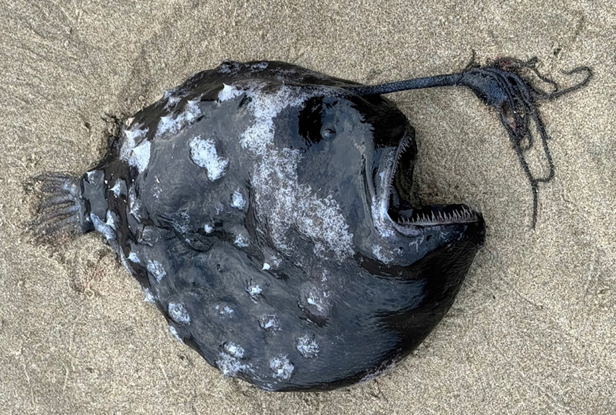 Rare And Bizarre Deep-Sea Anglerfish Washes Ashore Near Cannon Beach