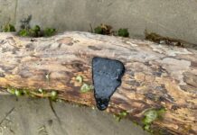 black tar on oregon coast