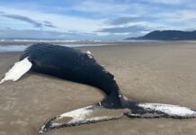 dead whale oregon coast