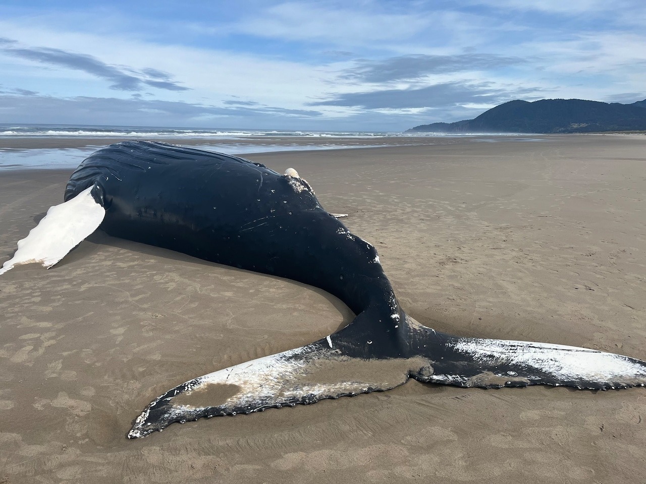 Dead Humpback Whale Washes Ashore on Oregon Coast