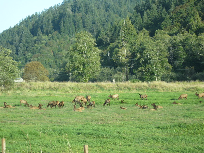 A herd of elk at Dean Creek viewing area. They're standing in a field, and behind them is a forested hill covered in trees.