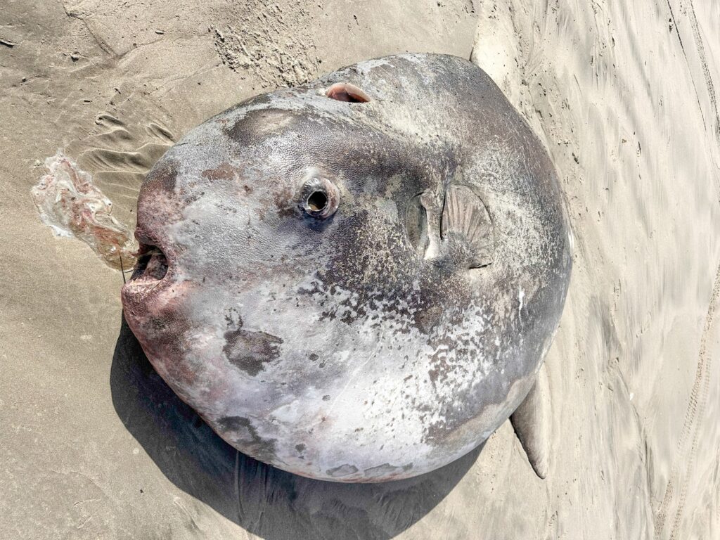 Mola Tecta, also known as the Hoodwinker Sunfish, lying on it's side on the sand.