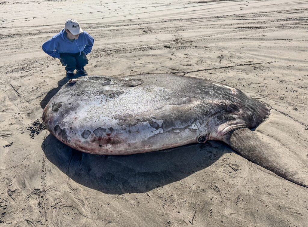 Mola Tecta, also known as the Hoodwinker Sunfish, lying on it's side on the sand. In this picture, a person kneels next to the massive fish, showing it's size.