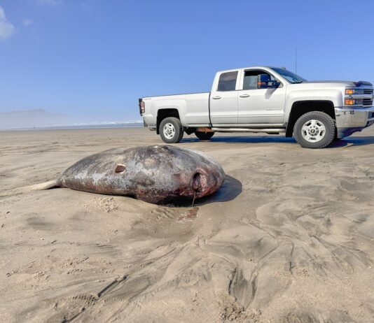 Mola Tecta, also known as the Hoodwinker Sunfish, lying on it's side on the sand. In this picture, a silver truck is on the beach behind the massive fish.