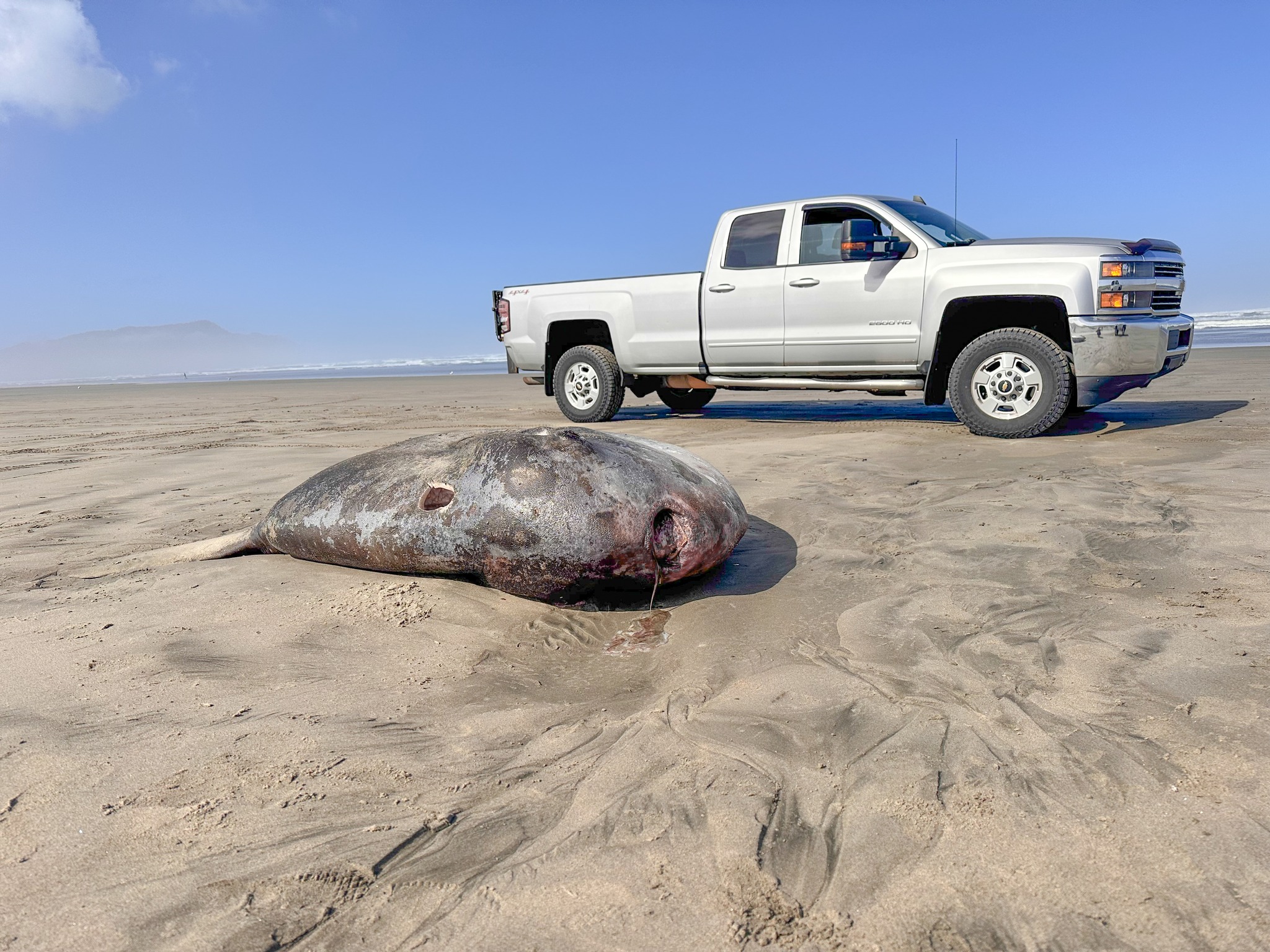 Mola Tecta, also known as the Hoodwinker Sunfish, lying on it's side on the sand. In this picture, a silver truck is on the beach behind the massive fish.