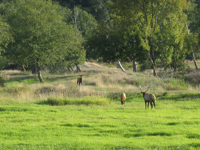 Several elk at Dean Creek near Reedsport, Oregon.