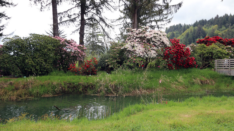 Gorgeous colorful flowers in shades of light and dark pink, and red along the waters edge at Hinsdale Rhododendron Garden near Reedsport, Oregon.