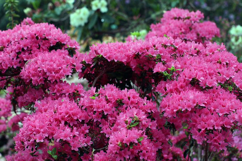 Bright pink flowers at Hinsdale Rhododendron Garden near Reedsport, Oregon.