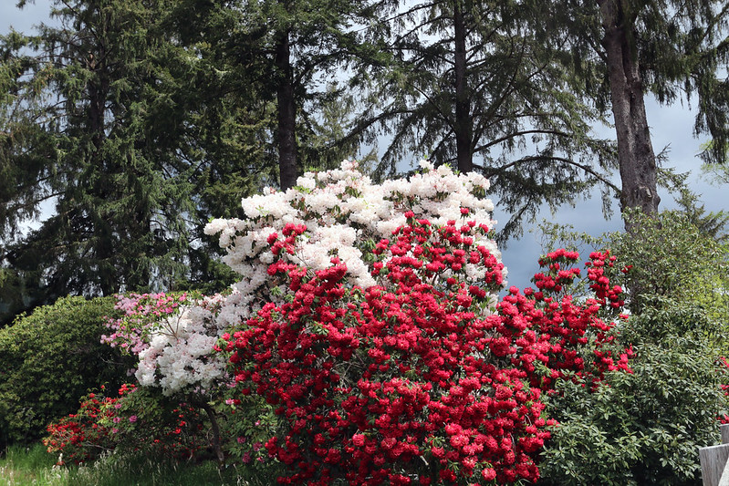 Stunning red flowers with a white flower bush right behind it at the Hinsdale Rhododendron Garden in Oregon.