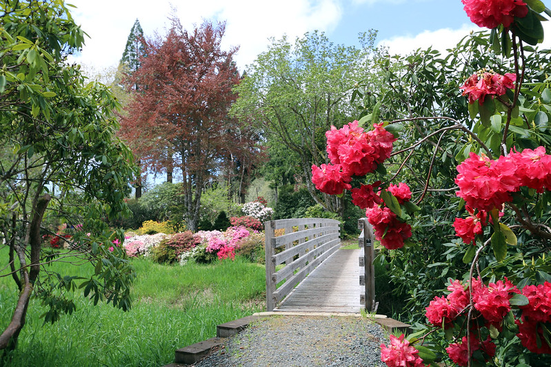 Red flowers by a bridge, with white, red, pink and yellow flowers in the background and several trees at Hinsdale Rhododendron Garden.