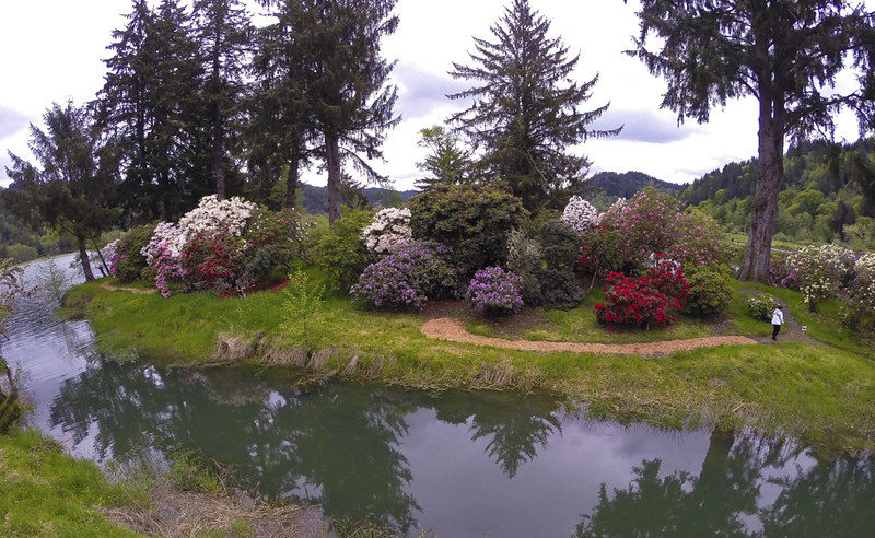 Gorgeous flowers along the waters edge at Hinsdale Rhododendron Garden near Reedsport, Oregon.