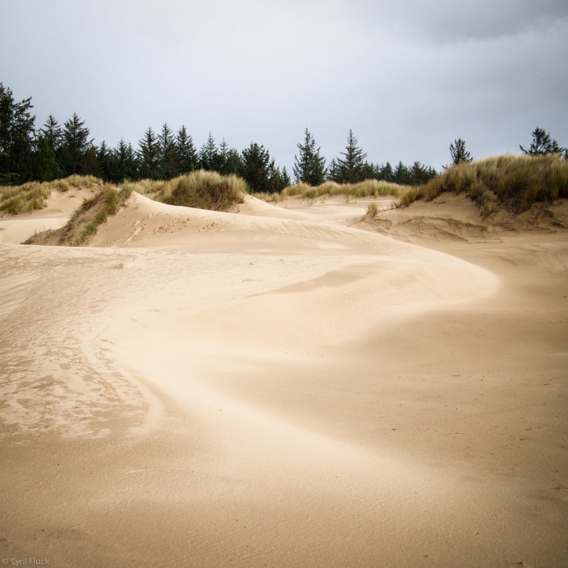 Smooth sand dunes, adorned with grasses along their lip, with forest in the background.