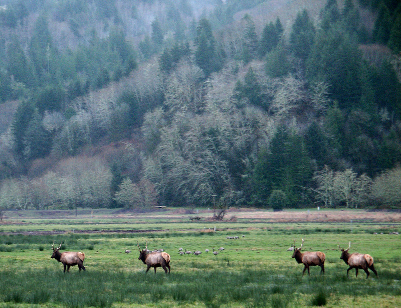 Several elk at Dean Creek viewing area. They're standing in a field, and behind them is a forested hill covered in trees.