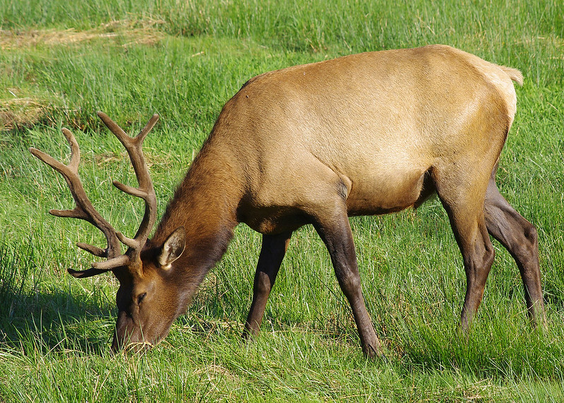 A large Roosevelt Elk eats some grass at Dean Creek.