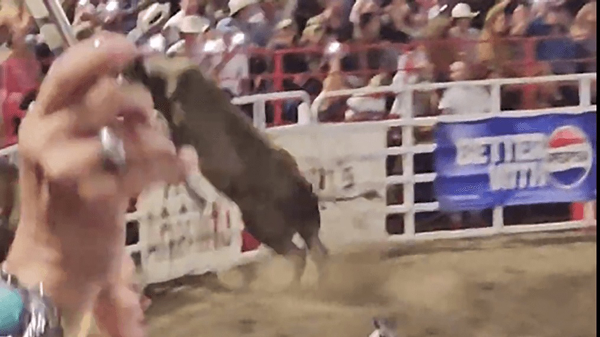 bull jumps fence sisters rodeo